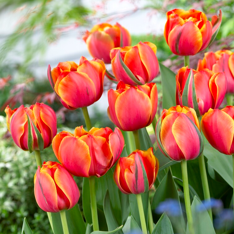 Tulipa Queensday - Pack of 6