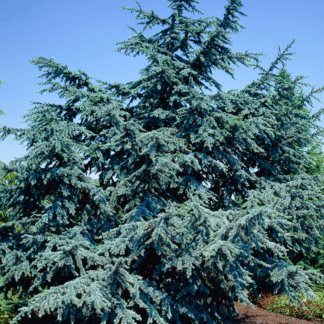 Cedrus Libani 'Glauca' - Blue Atlas Cedar