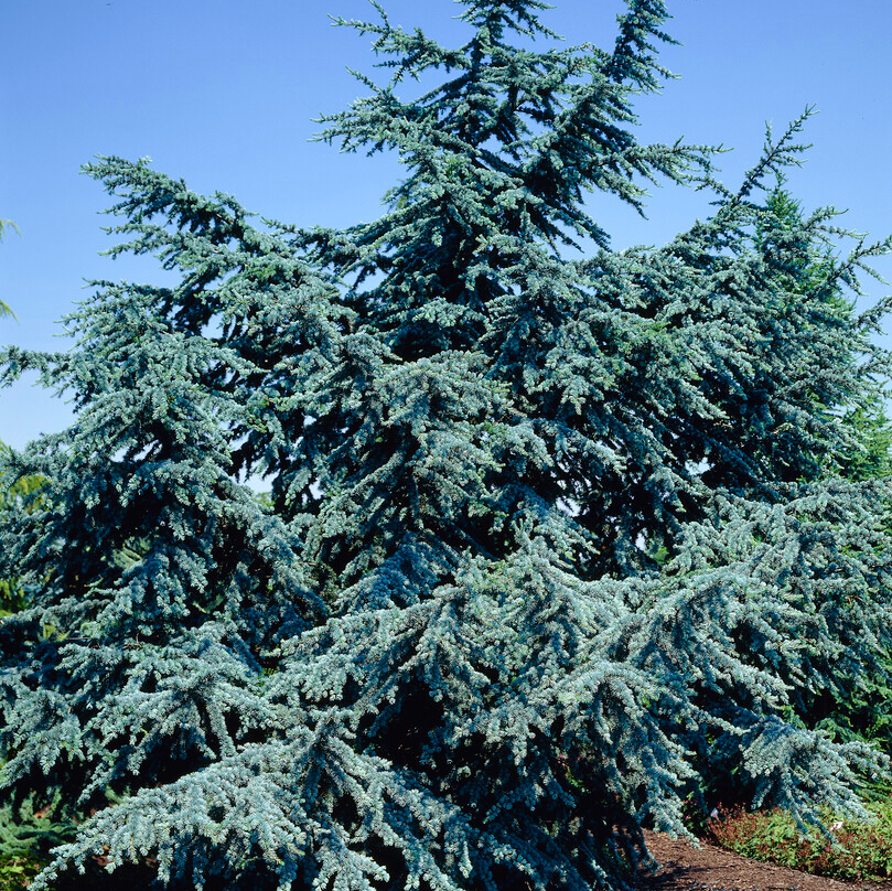 Cedrus Libani 'Glauca' - Blue Atlas Cedar