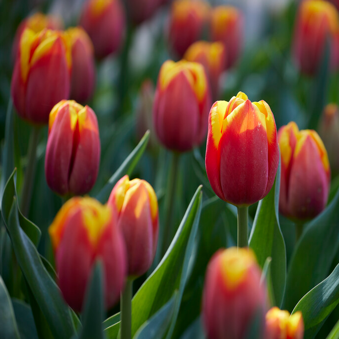 Tulipa Hennie Van Der Most - Pack of 6