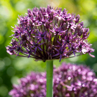 Allium Atropurpureum - Pack of 20 Bulbs