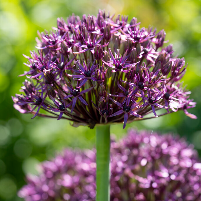 Allium Atropurpureum - Pack of 20 Bulbs