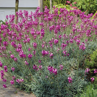 Erysimum Bowles Mauve - Perennial Wallflower