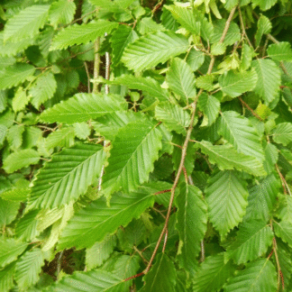 Hornbeam Hedge - Carpinus Betulus