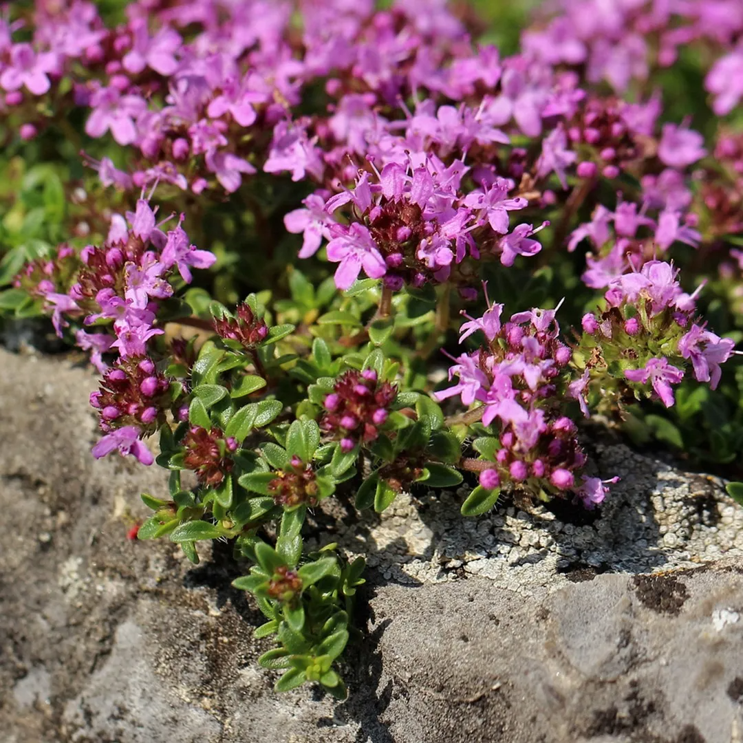 Thyme Serpyllum - Creeping Thyme