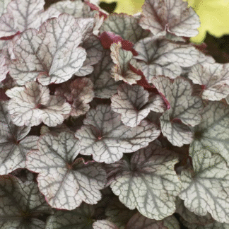 Heuchera 'Silver Scrolls'