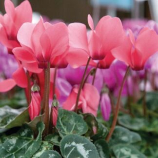 Cyclamen Salmon - in Bud & Bloom