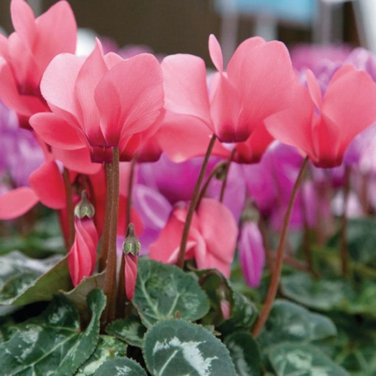 Cyclamen Salmon - in Bud & Bloom