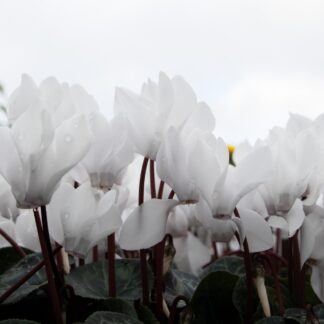Cyclamen 'White' in Bud & Bloom