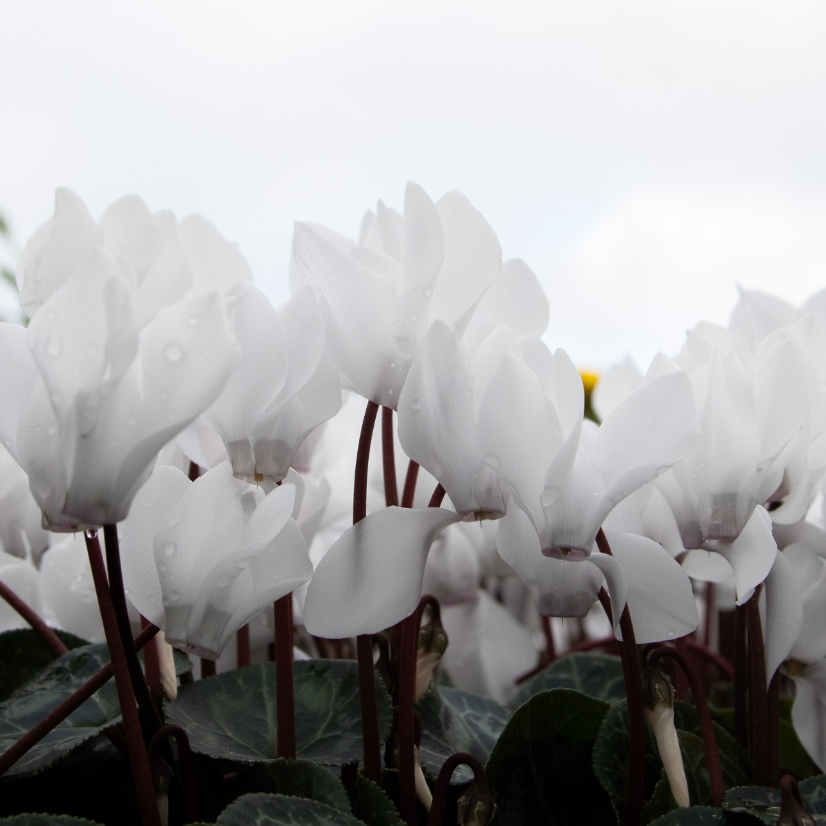 Cyclamen 'White' in Bud & Bloom