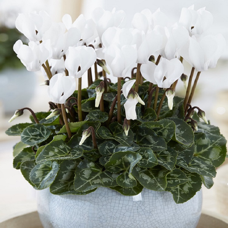 Snowy White Cyclamen Plant in Bud & Bloom