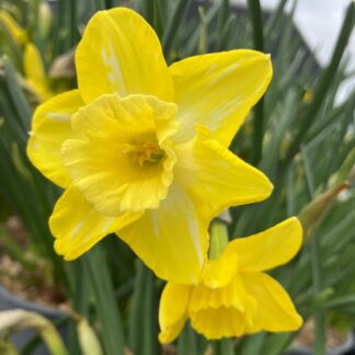Narcissus Hillstar - Pack of 10 Bulbs