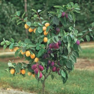 Plum Tree - Duo Tree - Black Amber And Golden Japan - Large Established Fruit Tree
