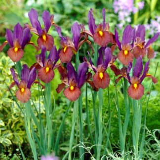 Iris Eye of The Tiger - Tiger-Eye Dutch Iris - Pack of 12