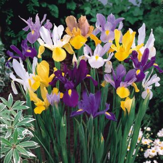 Iris Dutch Mix - Pack of 75 Bulbs