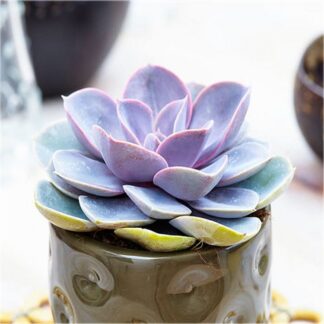 Echeveria 'Perle Von Nürnberg' - Succulent Plant in White Pot