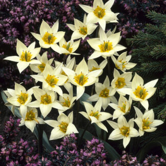 Tulip Turkestanica- Pack of 6