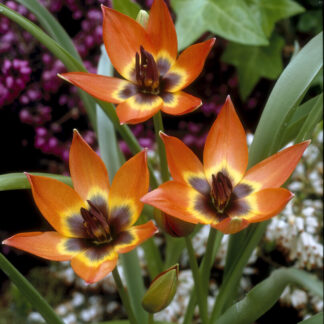 Tulip Little Princess - Pack of 6 Bulbs