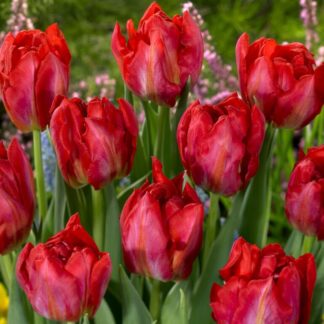 Tulip Flash Point - Pack of 6 Bulbs
