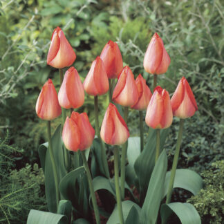 Tulip Big Chief - Pack of 6
