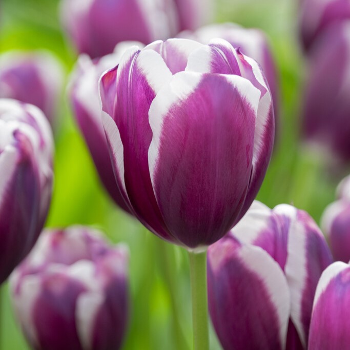 Tulip Tiramisu- Pack of 6