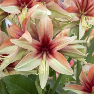 Amaryllis Wild Amazone - Hippeastrum Bulb