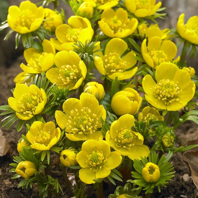 Eranthis Cilicica - Winter Aconite - Pack of 8