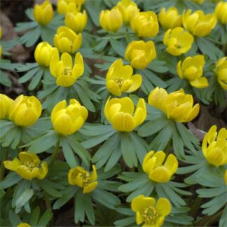 Eranthis Hyemalis - Winter Aconite - Pack of 8