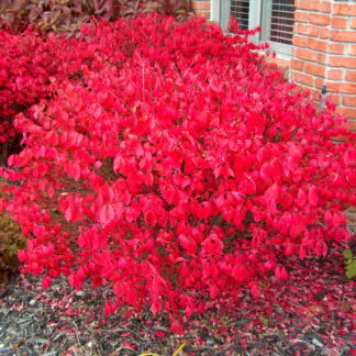 Euonymous Alatus - Burning Spindle Bush Euonymus - XXXL 150cm Heavy Specimen
