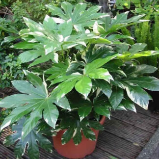 Fatsia Japonica Variegata - Variegated False Castor Oil Plant - Evergreen