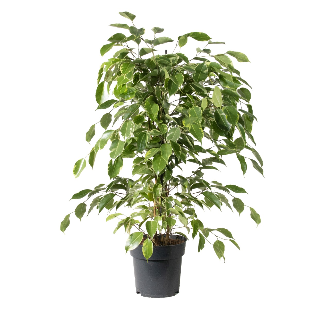 Ficus 'Golden King' - Weeping Fig - 60-80cm