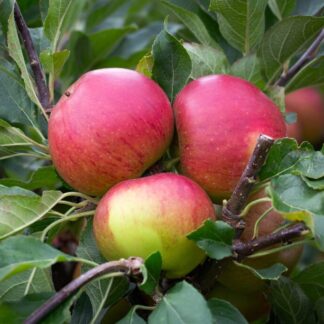 Apple Tree - Fiesta (Mm106)