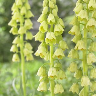 Fritillaria Persica Alba - Persian Lily - One Bulb