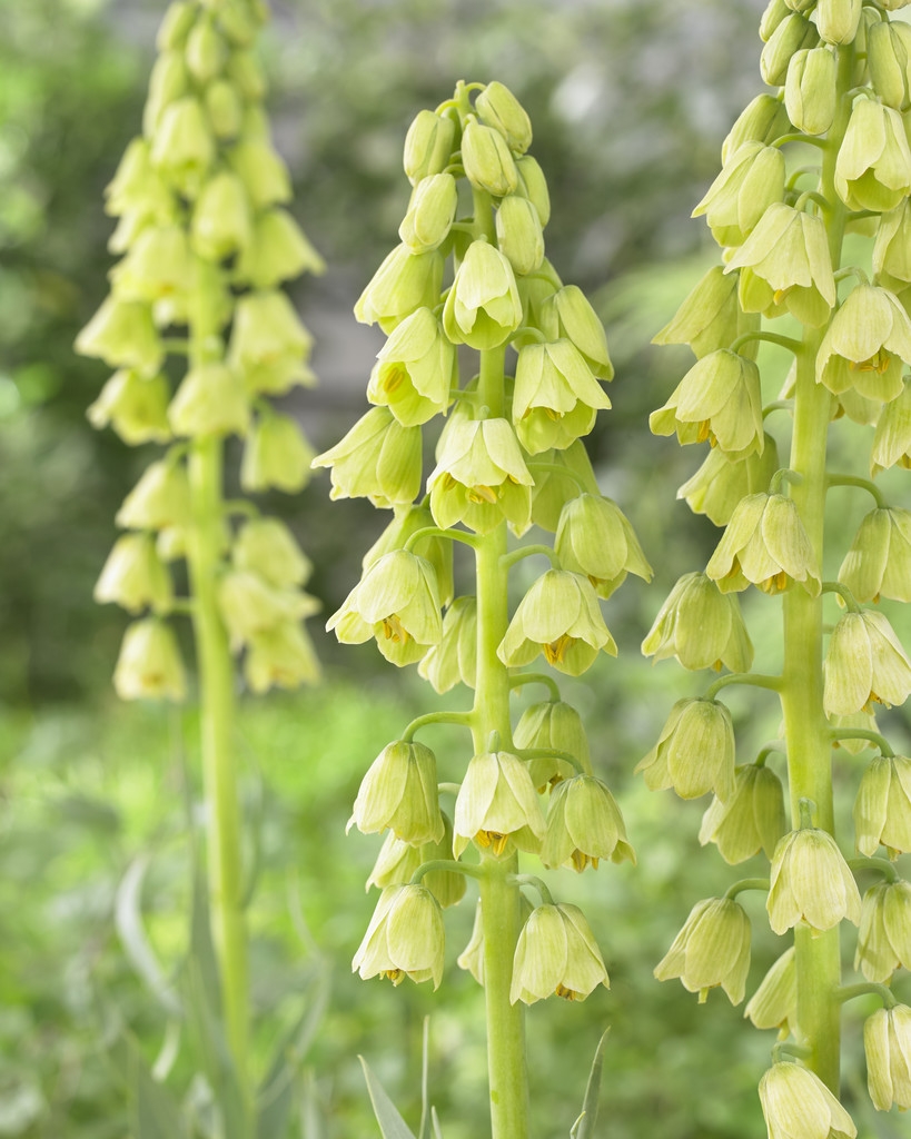 Fritillaria Persica Alba - Persian Lily - One Bulb