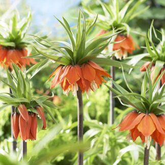 Fritillaria Imperialis Rubra - Orange Fritillary