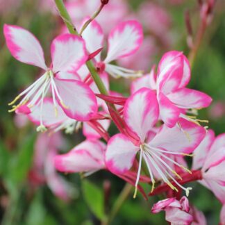 Gaura Lindheimeri Rosy Jane in Bud & Bloom