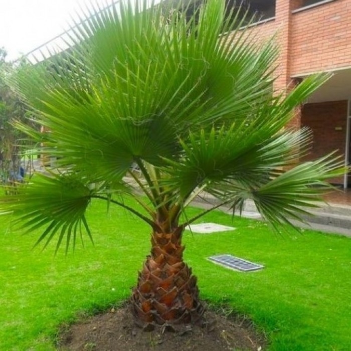 Giant Circa 3ft Hardy Mexican Fan Palm - Washingtonia Robusta Cotton Palm For Patio or Deck - Approx 80-100cm (3ft) Tall