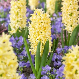 Hyacinth Gypsy Princess - Pack of 3