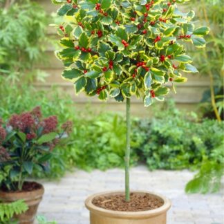 Ilex Golden King - Standard Holly Tree - Circa 110cm Tall