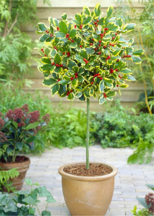 Ilex Golden King - Standard Holly Tree - Circa 110cm Tall