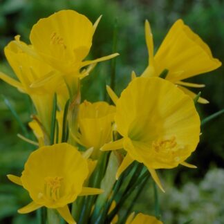 Narcissus - Daffodil Golden Bells - Pack of Ten Bulbs