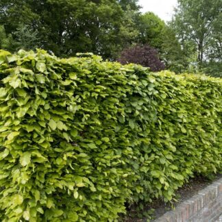 Beech Hedge - Fagus Sylvatica Green Beech