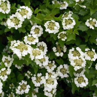 Guelder Rose Hedging - Viburnum Opulus Snowball Bush - Pack of Twelve Bare Root Shrubs Circa 60-80cm