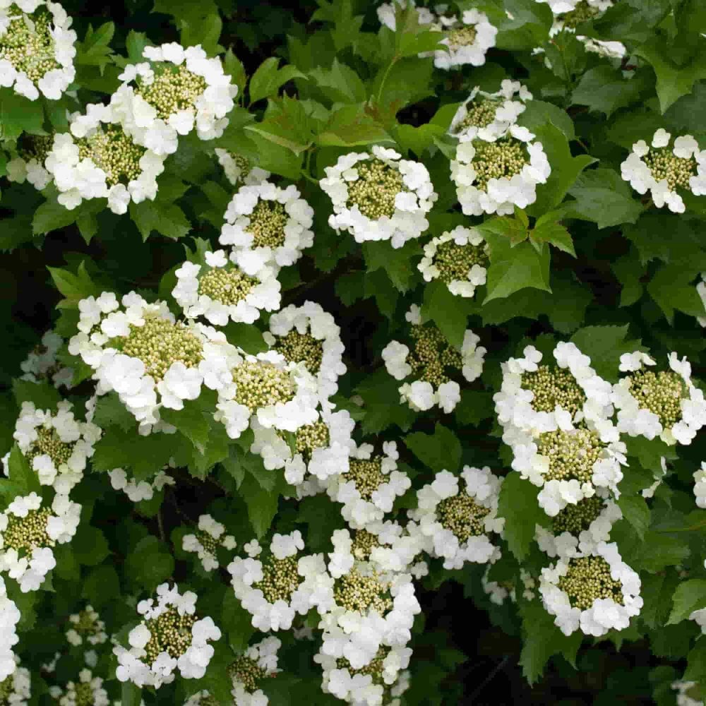 Guelder Rose Hedging - Viburnum Opulus Snowball Bush - Pack of Twelve Bare Root Shrubs Circa 60-80cm