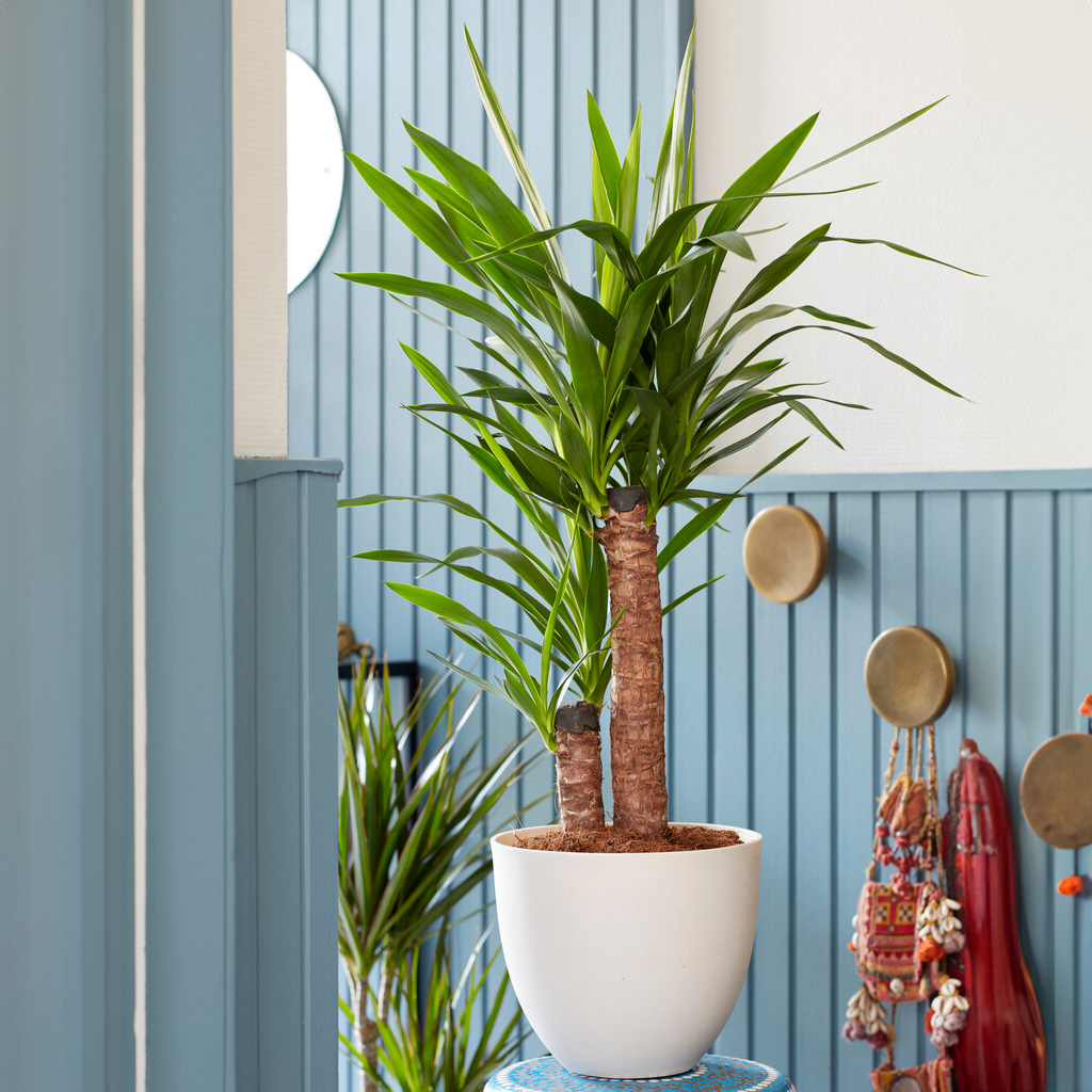 Indoor Yucca - 80cm Tall Houseplant