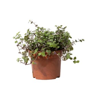 Callisia 'Turtle' - Turtle Vine - Trailing Houseplant