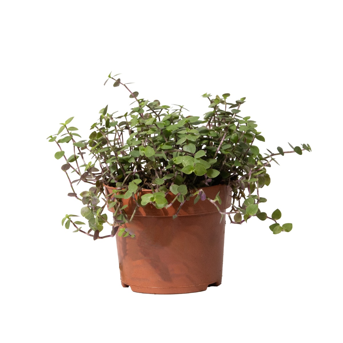 Callisia 'Turtle' - Turtle Vine - Trailing Houseplant