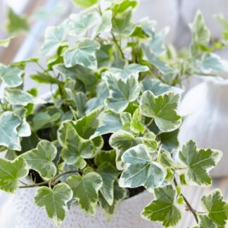 Hedera Helix 'White Wonder' - Variegated Ivy - With White Display Pot