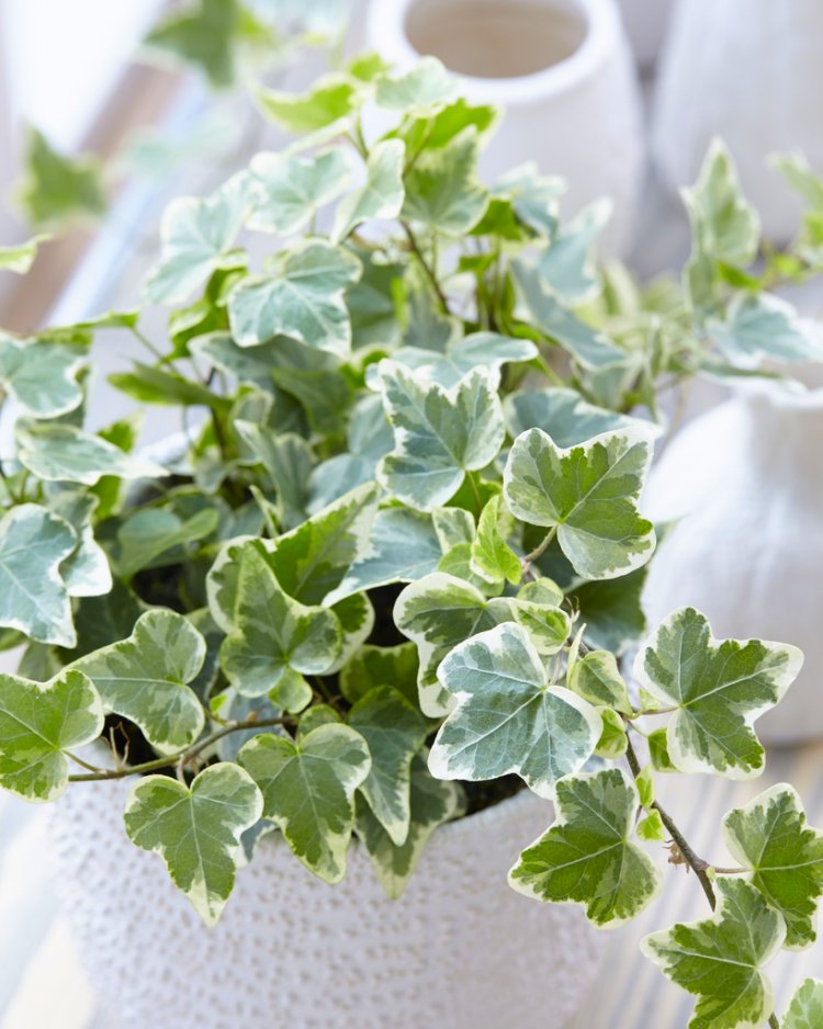 Hedera Helix 'White Wonder' - Variegated Ivy - With White Display Pot