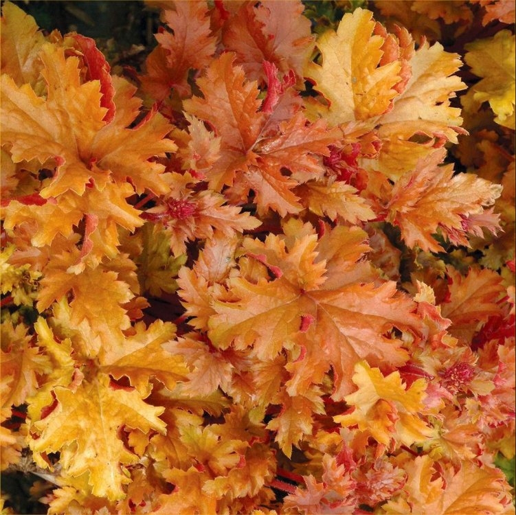 Heuchera Amber Gloss